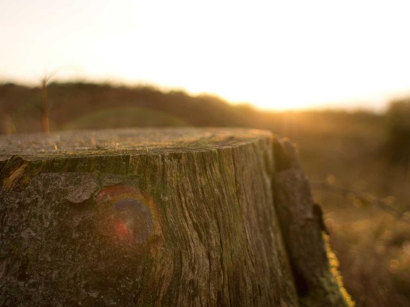 sudoku championship screenshot 4